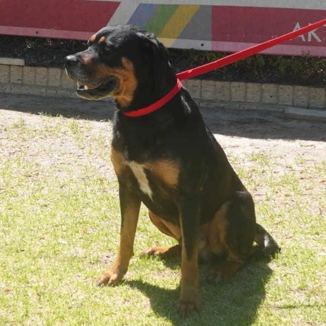 Photo of Sarge