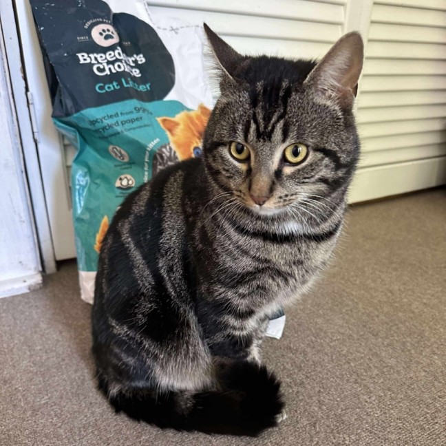 Photo of Jones   Meet Me @ Pe Tstock Prahran!