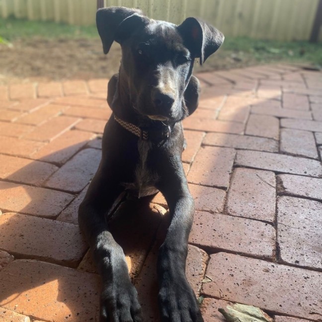 Photo of Bluey