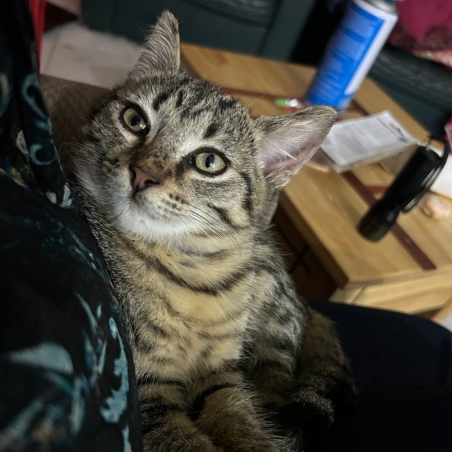 Photo of Tonks