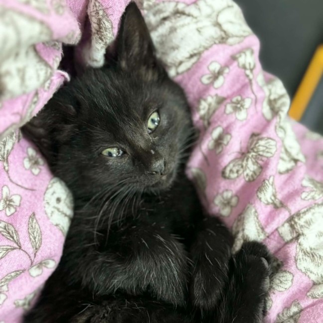 Photo of Cub ** 2nd Chance Cat Rescue **