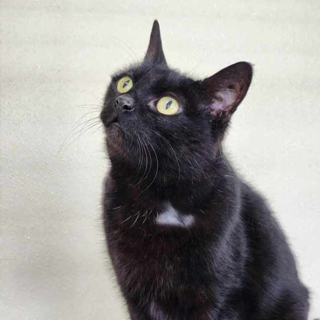 Photo of 🎀 Minka 5426 🎀