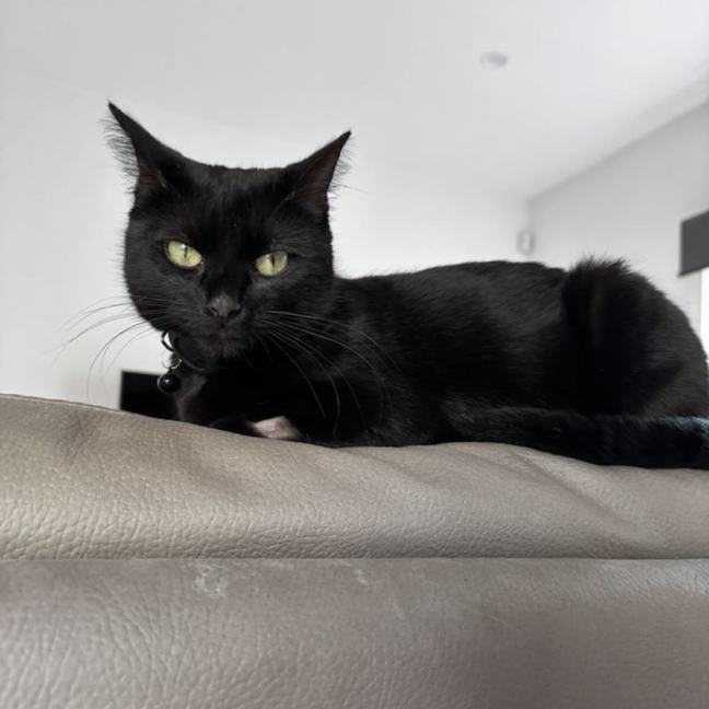 Photo of Stella