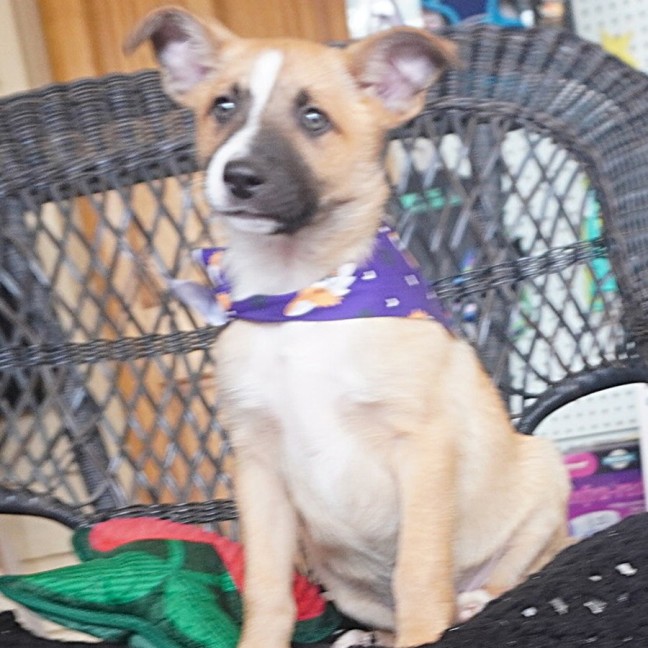 Photo of Flash