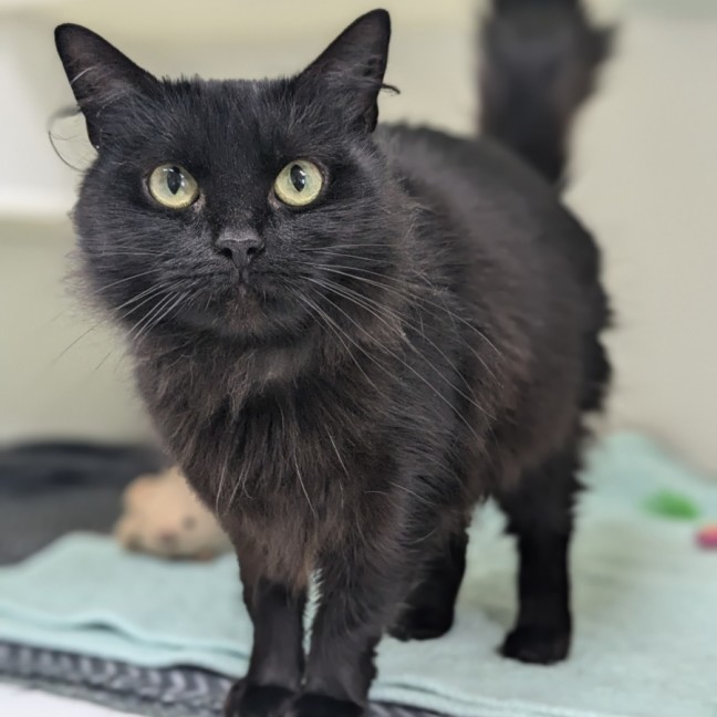 Photo of 🥙 Purrito 5403 🥙