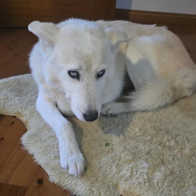 Photo of Lupa