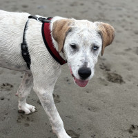 Photo of Bindi