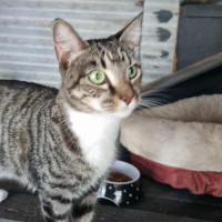 Photo of Tillie