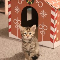 Photo of Mistletoe/Toey Meet Me@Petstock Mornington Nepean 