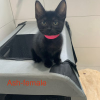 Photo of Ash Meet Me@Petstock Carrum Downs Store