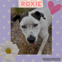 Photo of Roxie And Penny