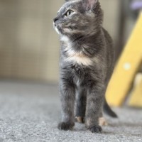 Photo of Alfalfa Meetme@Petstock Mornington Nepean Hwy