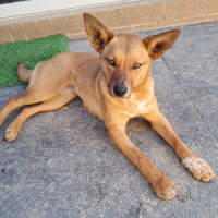 Photo of Pep (Aka) Pepper