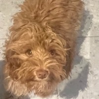 Photo of Penny