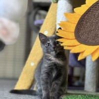 Photo of Alfalfa Meetme@Petstock Mornington Nepean Hwy