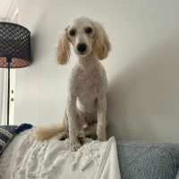 Photo of Waffle