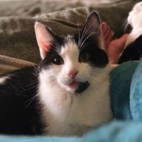 Photo of Espie ** 2nd Chance Cat Rescue **