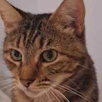 Photo of Chilli