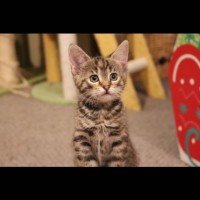 Photo of Holly Meet Me@Petstock Mornington Nepean Hwy Store