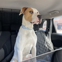 Photo of Banjo