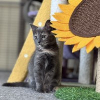 Photo of Alfalfa Meetme@Petstock Mornington Nepean Hwy
