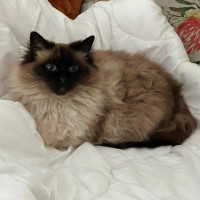 Photo of Lolly   We Can Possibly Assist With Transport