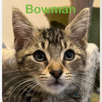 Photo of Bowman