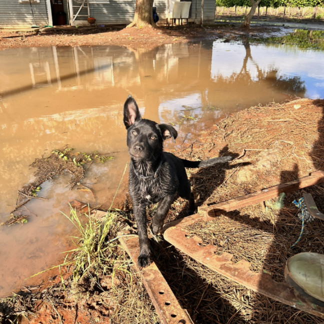 Photo of Jack & Deisel