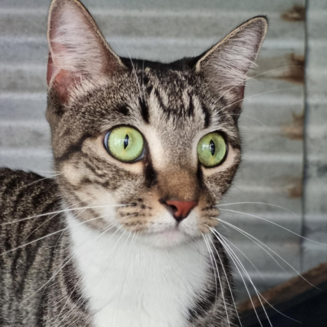 Photo of Tillie