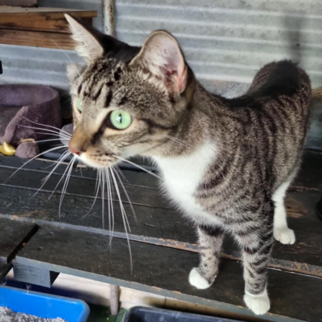 Photo of Tillie