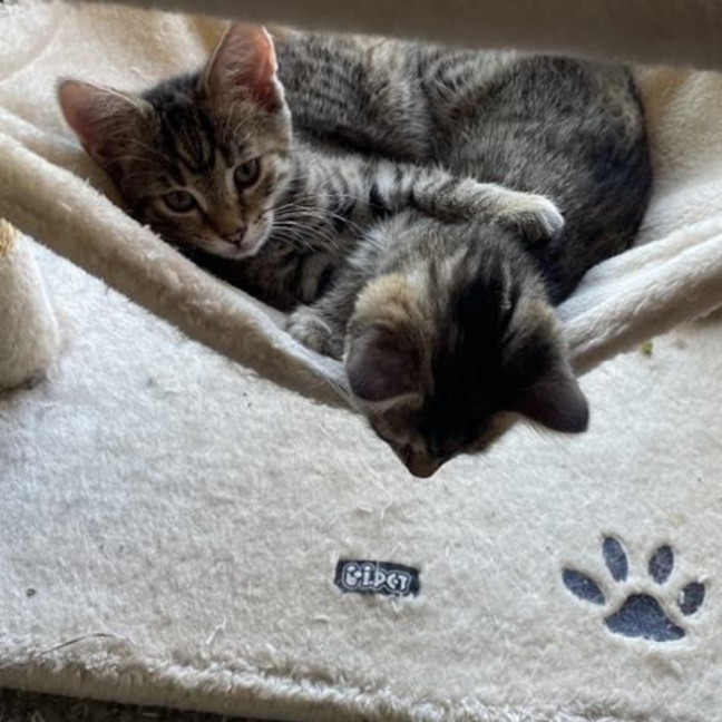 Photo of Holly Meet Me@Petstock Mornington Nepean Hwy Store