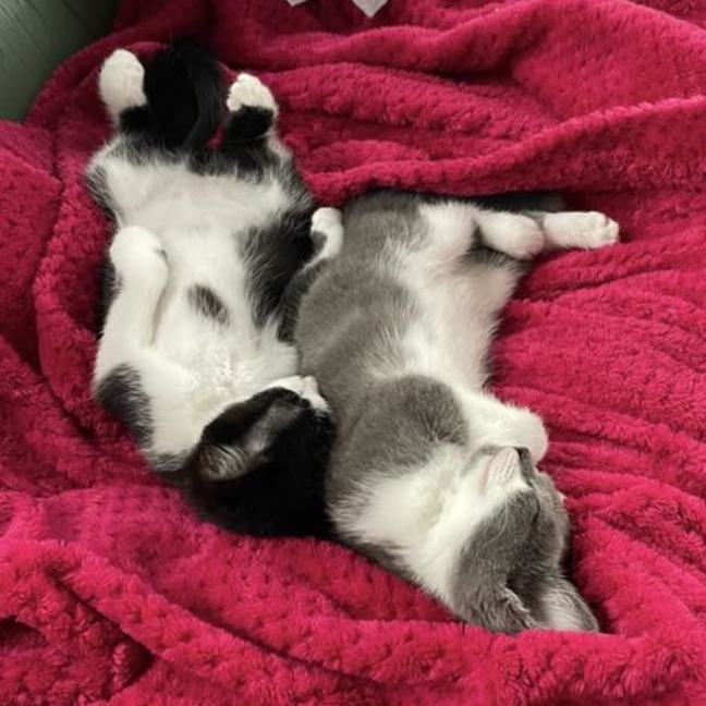 Photo of Hei Hei Meet Me@Petstock Carrum Downs Store