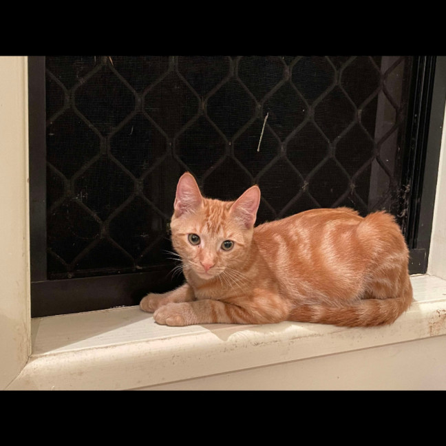 Photo of Phoenix
