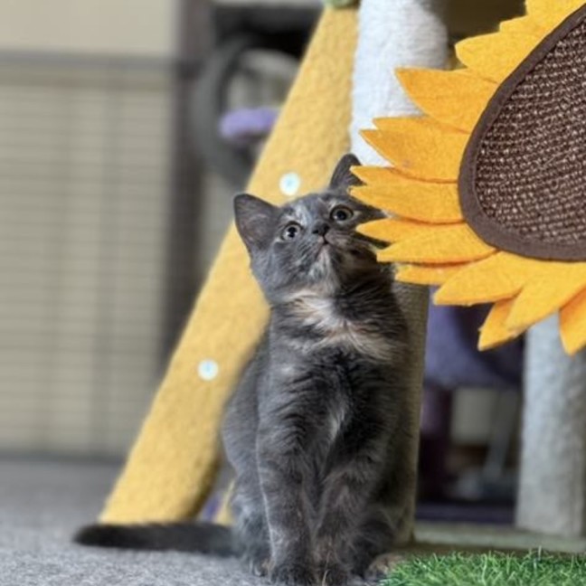 Photo of Alfalfa Meetme@Petstock Mornington Nepean Hwy