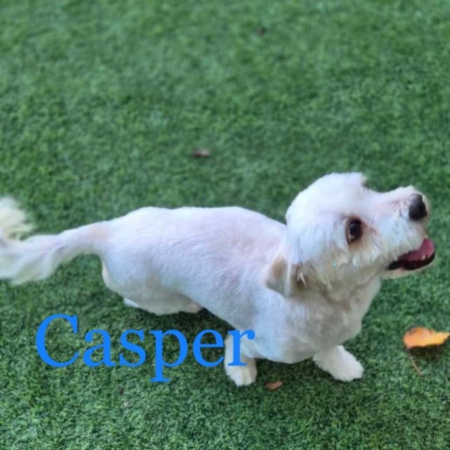 Photo of Casper
