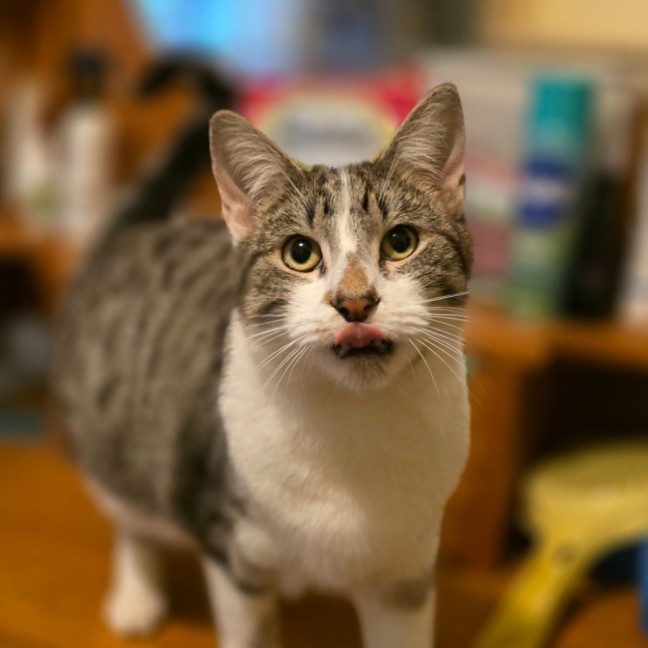 Photo of Clyde