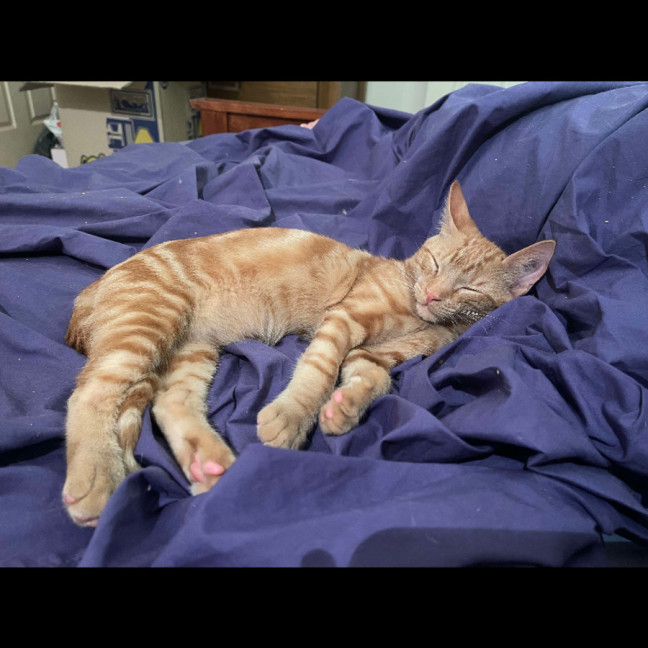 Photo of Phoenix
