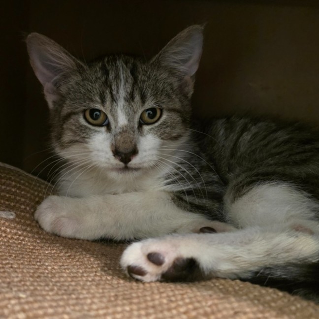 Photo of Clyde