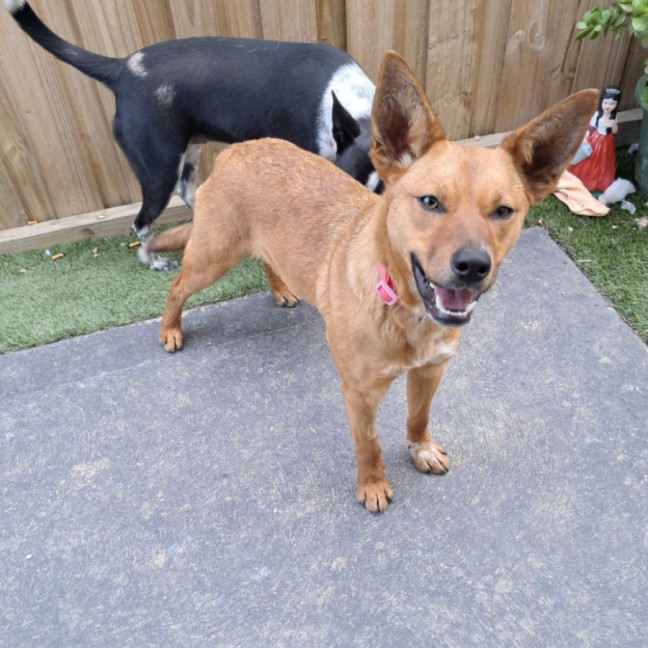 Photo of Pep (Aka) Pepper