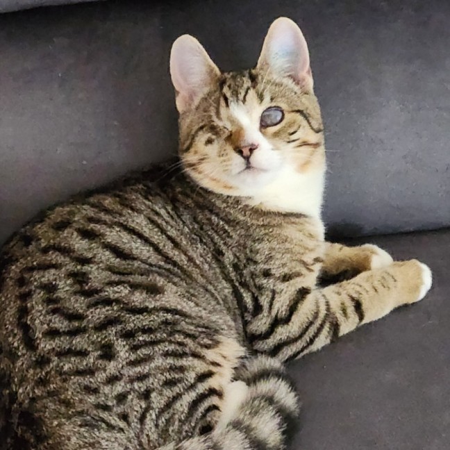 Photo of Desi ^^Dandy Cat Rescue^^