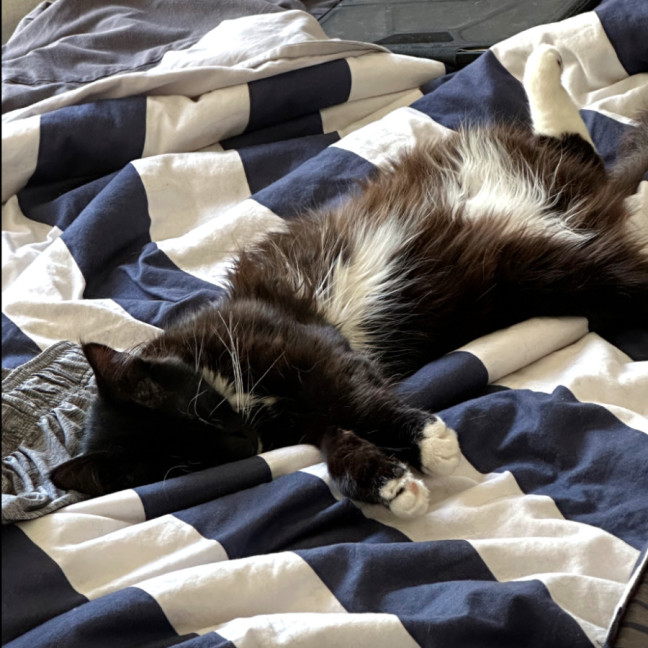 Photo of Bear