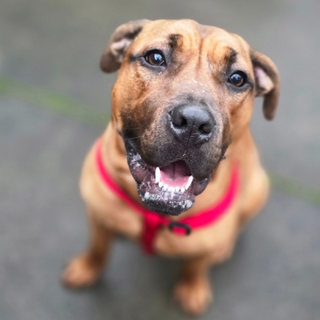 Photo of Dixie