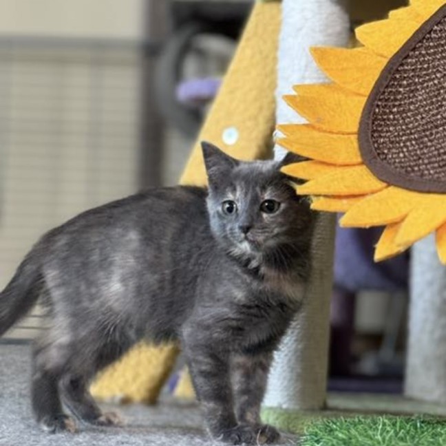 Photo of Alfalfa Meetme@Petstock Mornington Nepean Hwy