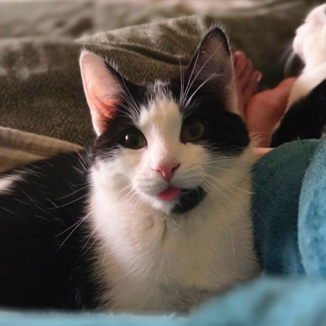 Photo of Espie ** 2nd Chance Cat Rescue **