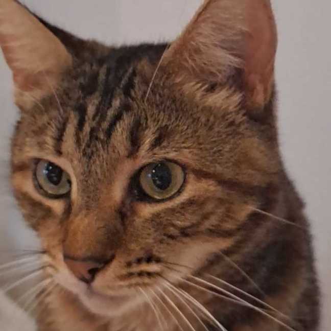 Photo of Chilli
