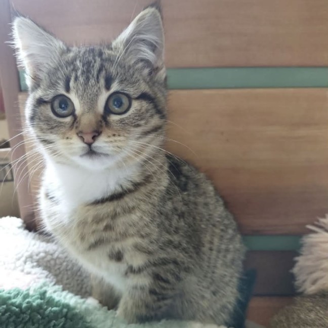 Photo of Indy *9 Lives Project Rescue*