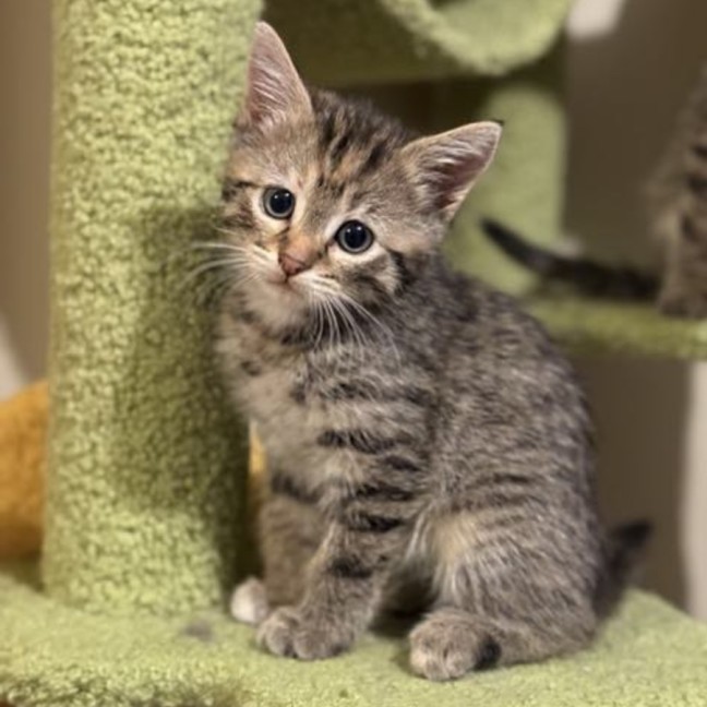 Photo of Mistletoe/Toey Meet Me@Petstock Mornington Nepean 