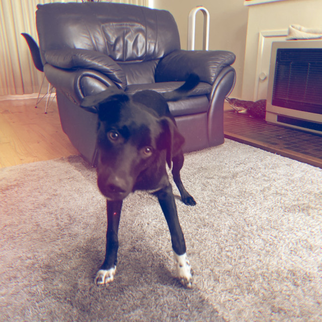 Photo of Jack & Deisel