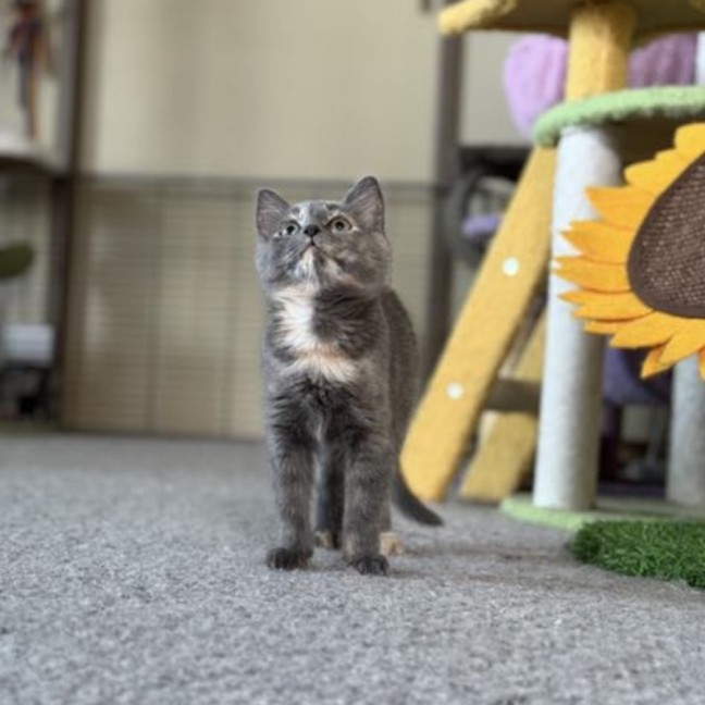 Photo of Alfalfa Meetme@Petstock Mornington Nepean Hwy