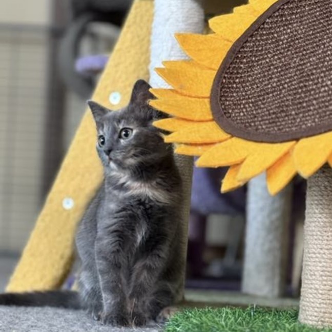Photo of Alfalfa Meetme@Petstock Mornington Nepean Hwy